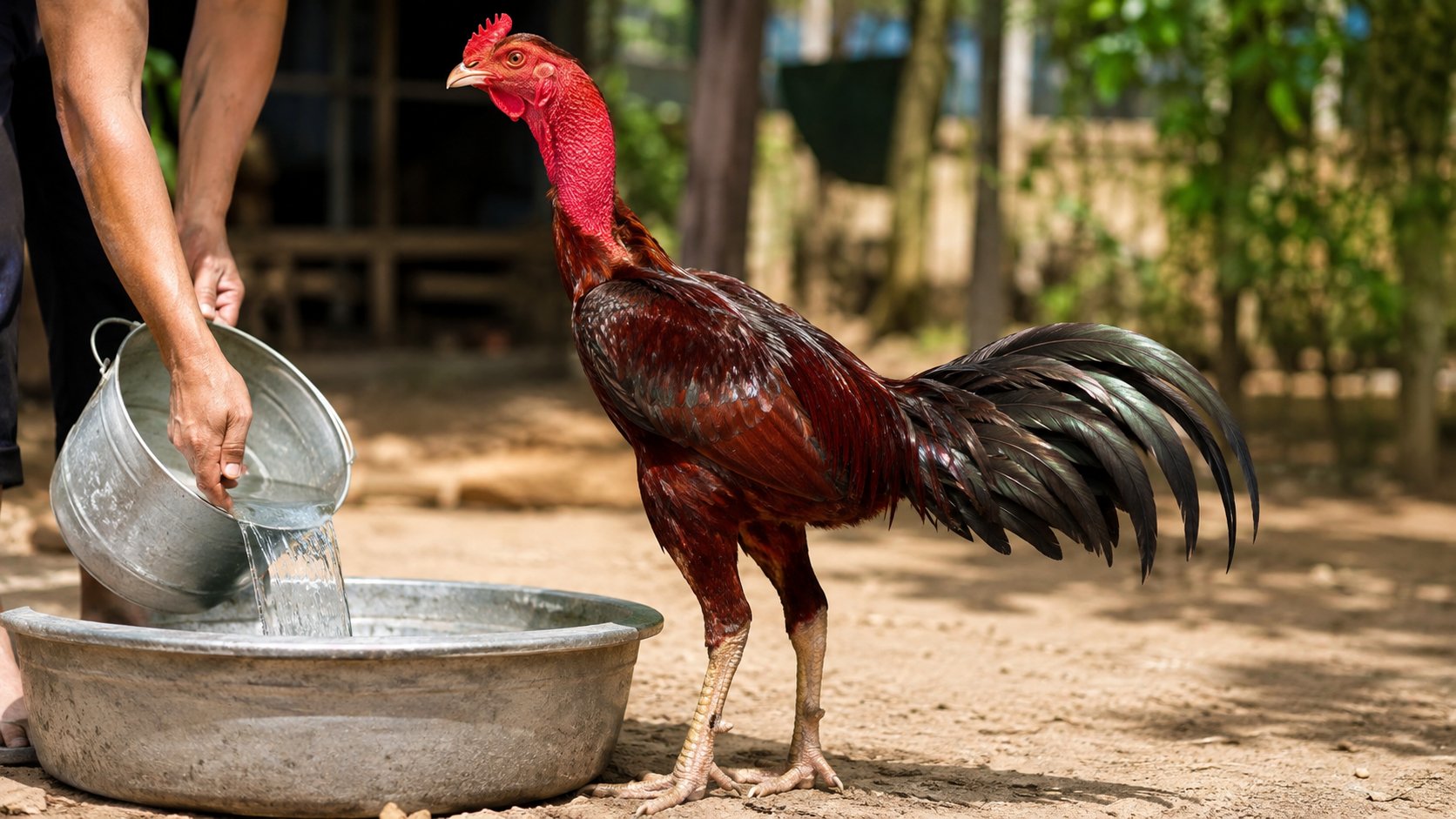 Người nuôi đổ thêm nước mát thay nước đã nóng trong máng cho gà giữa trưa nắng ngày oi