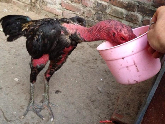 Thức Ăn Cho Chiến Kê: Bí Quyết Nuôi Gà Chọi Sung Mãn, Lì Đòn