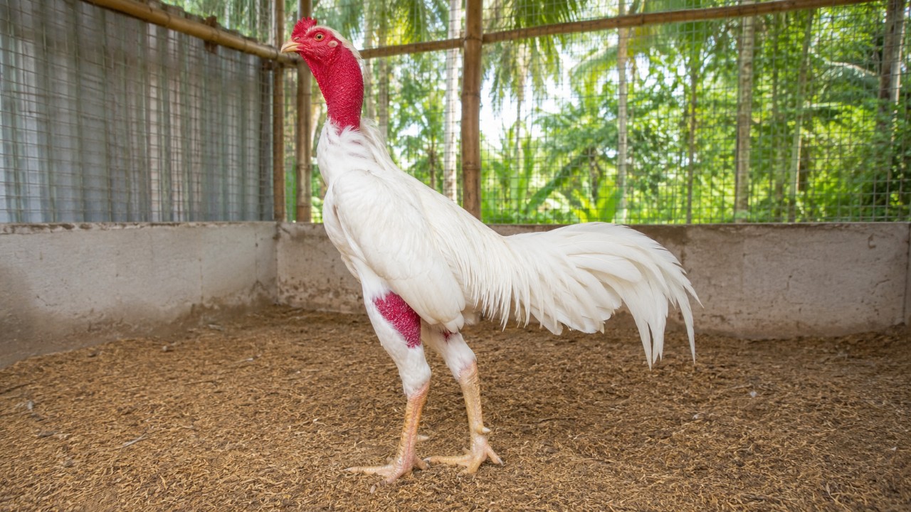 gà nòi lông nhạn trắng khỏe mạnh trong chuồng sạch - phòng tụ huyết trùng - Gà Võ