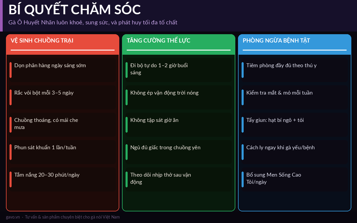Bí quyết chăm sóc gà ô huyết nhãn: vệ sinh chuồng trại, tăng cường thể lực, phòng ngừa bệnh tật