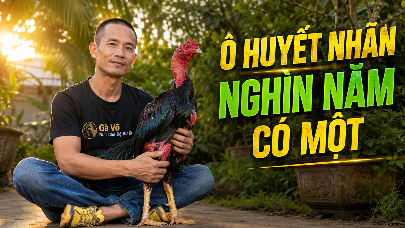 Gà ô huyết nhãn - gà chọi lông ô tuyền mắt đỏ huyết