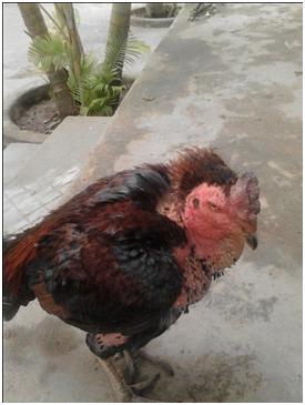 Gà Bị Tụ Huyết Trùng: Nhận Biết Sớm Để Cứu Kịp Thời – Tránh Chết Hàng Loạt