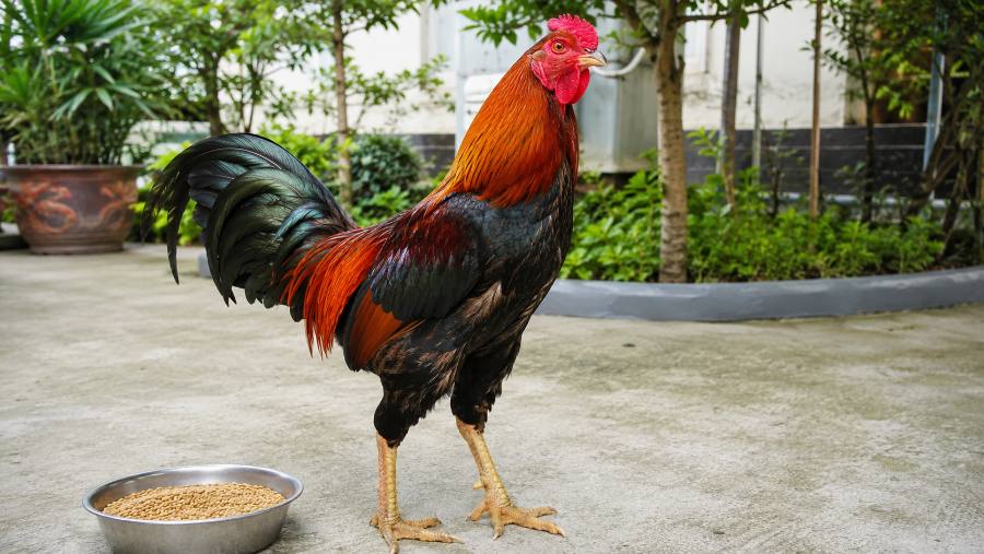 bổ sung canxi cho gà chọi - gà nòi chân chắc khỏe bên máng cám