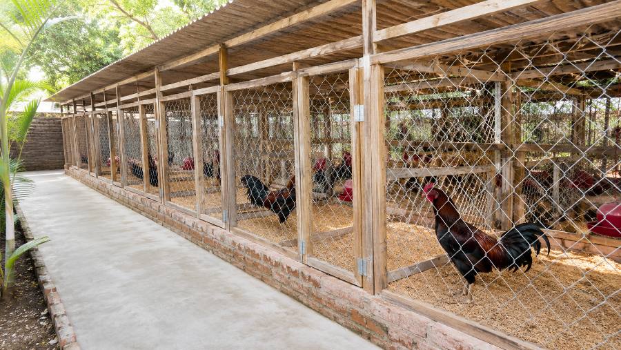 cách làm chuồng nuôi gà chọi sạch sẽ, thoáng khí đúng kỹ thuật
