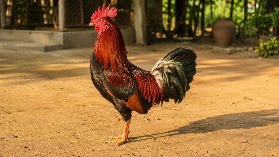 cách phơi nắng cho gà chọi - gà nòi phơi nắng sáng trong sân sạch