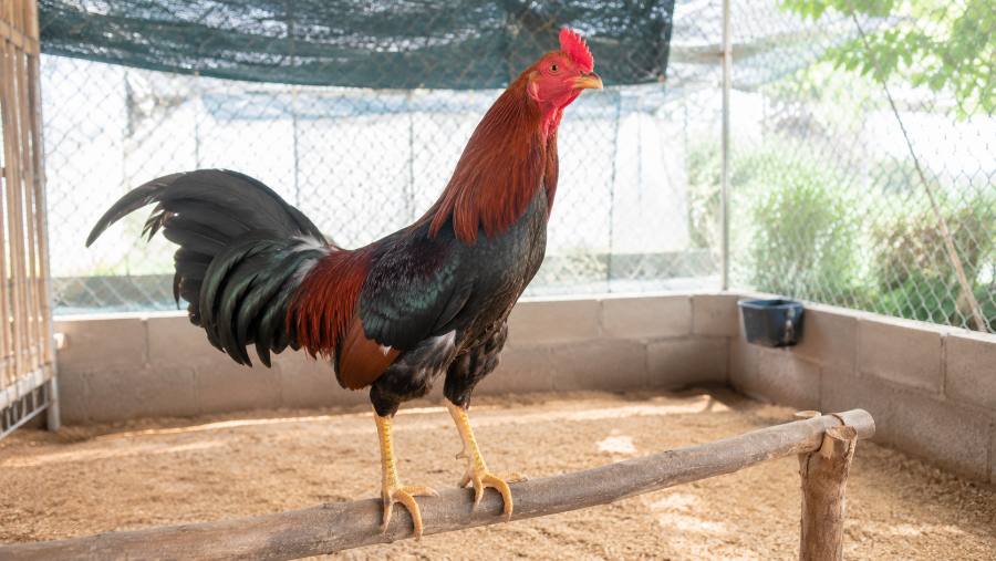 cách làm sào đậu cho gà chọi - gà nòi đậu trên sào gỗ