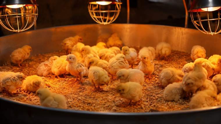 kỹ thuật úm gà con mới nở trong quây úm - Gà Võ
