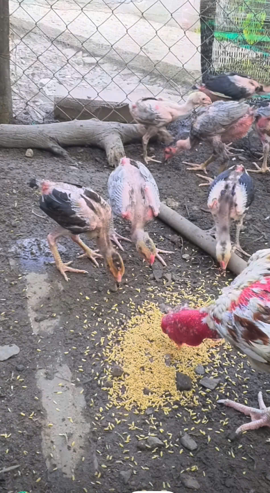 Cách chọn gà con có tiềm năng đá hay từ nhỏ – Bí quyết của sư kê lâu năm