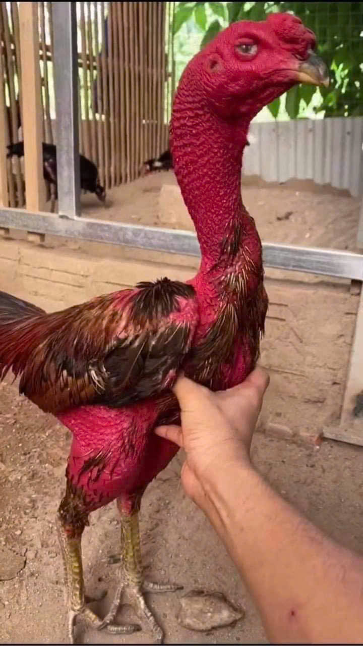 Những sai lầm khi chọn gà chọi khiến bạn thua trận