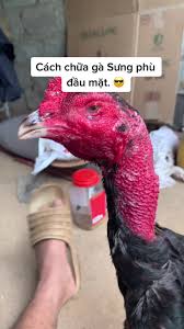 Gà Bị Sưng Phù Đầu: Xử Lý Đúng Cách Tránh Tình Trạng Chết Oan