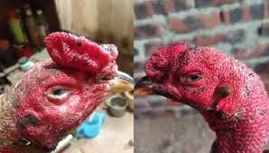 Trị Dứt Điểm Khò Khè, Sổ Mũi Cho Gà: Những Bài Thuốc Dân Gian 