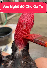 Cách Vào Nghệ Và Ra Nghệ Cho Gà Đá Đúng Chuẩn Sư Kê (Giúp Da Dày, Lì Đòn, Bền Sức)