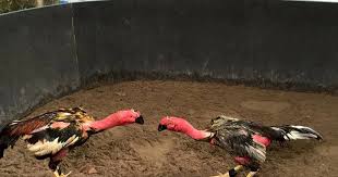 Nghịch Lý Nuôi Gà Chọi: Chạy Lồng Mỗi Ngày Nhưng Ra Trận Vẫn Thở Dốc