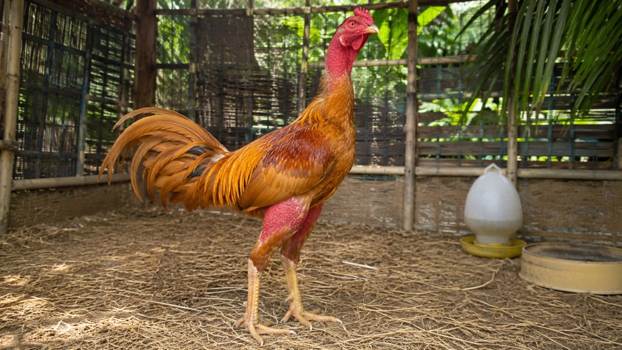 kỹ thuật nuôi gà chọi chuẩn — gà nòi vàng nghệ khỏe mạnh đứng trong chuồng nuôi sạch