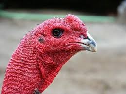 Nhất Thủ, Nhì Vĩ - Bí Thuật Xem Mắt, Xem Mỏ Chọn Linh Kê