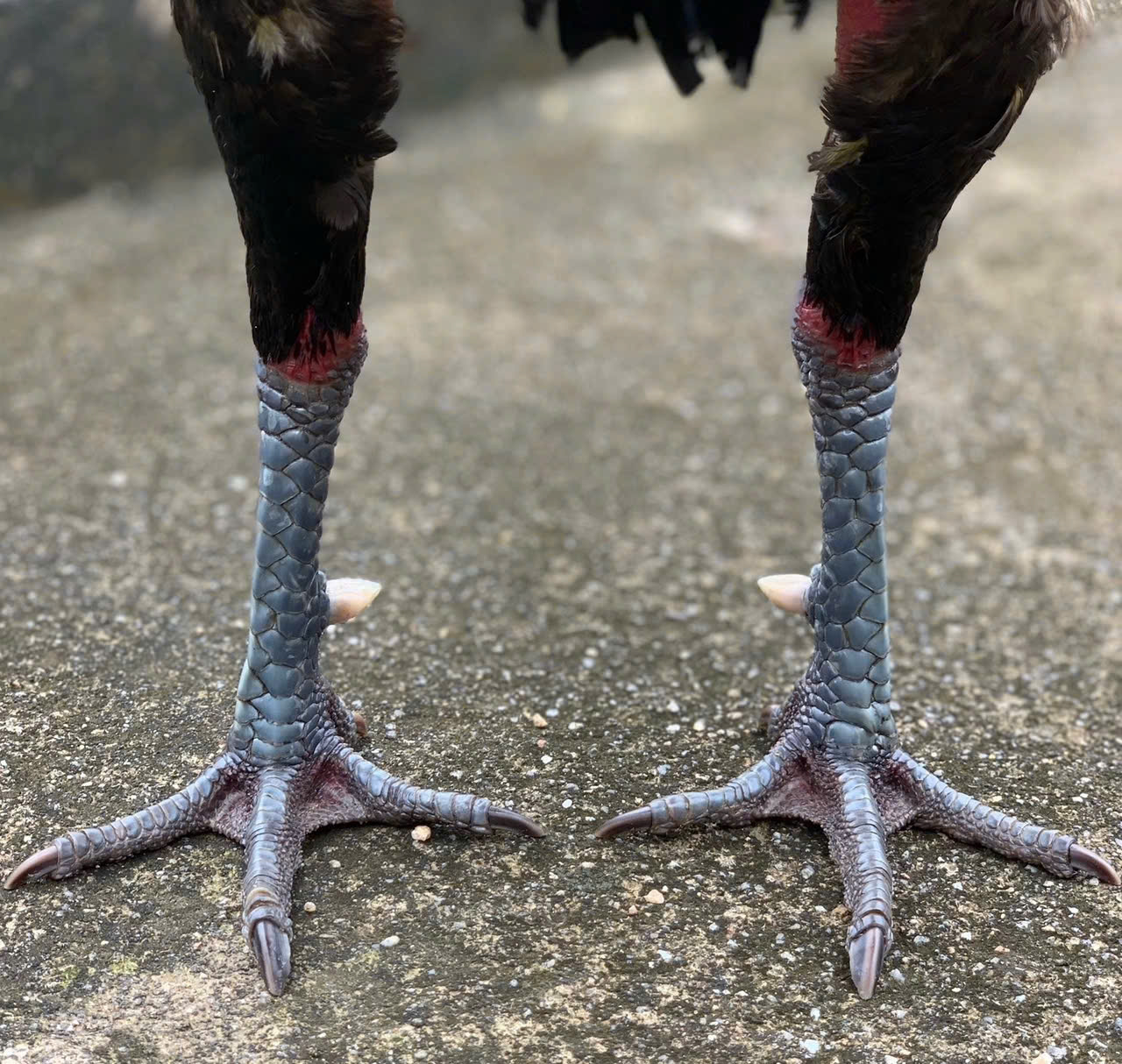 Kinh Nghiệm Xem Vảy Cho Gà Chọi Chuẩn Sư Kê Nhìn 1 Lần Biết Gà Hay Hay Dở