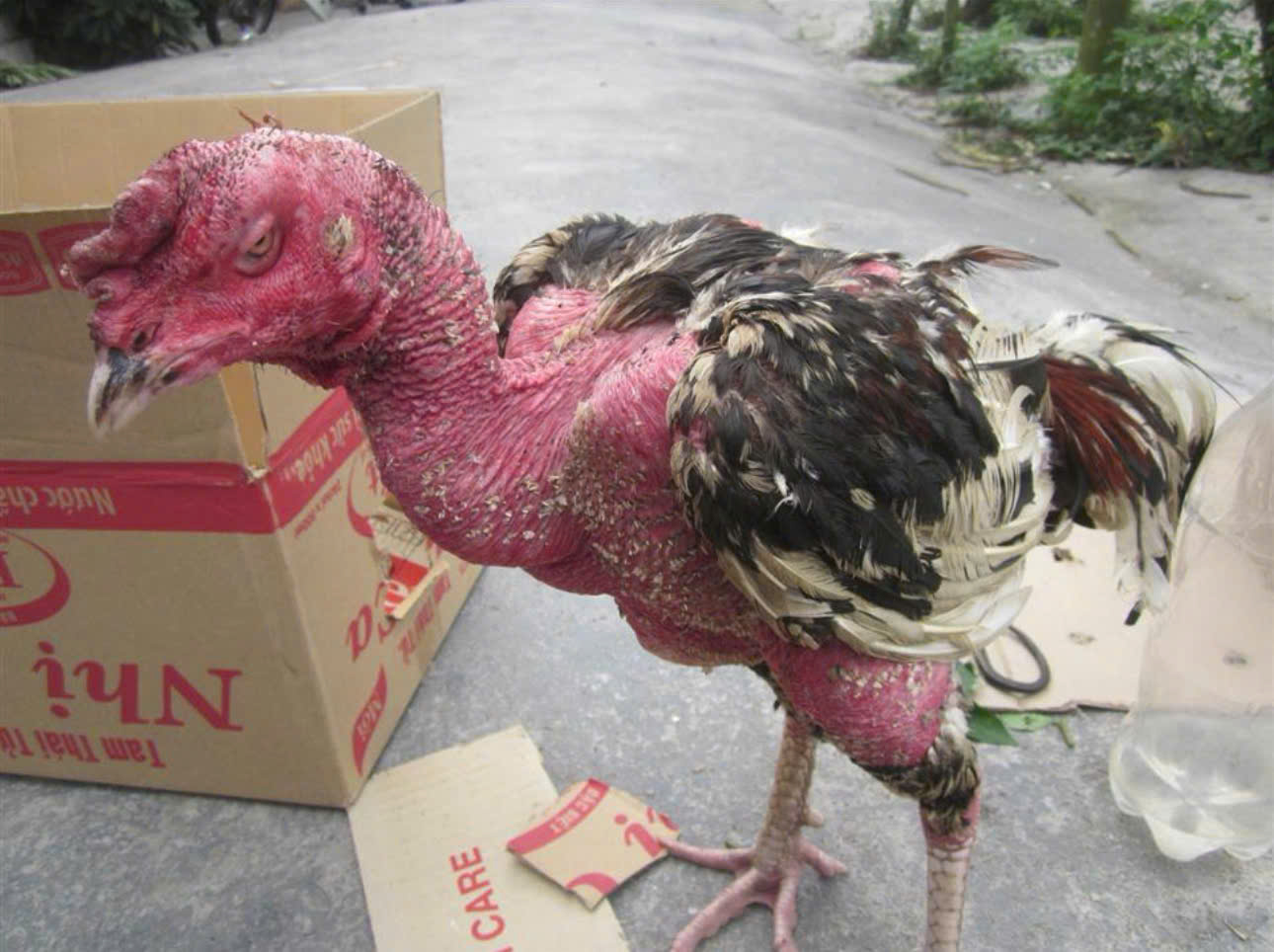 CÁCH XỬ LÝ GÀ CHỌI BẠI GIÓ, NHÁT ĐÒN: PHỤC HỒI GÂN LỰC THẦN TỐC